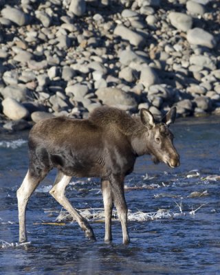 Moose youngster