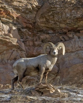 Rocky mtn bighorn