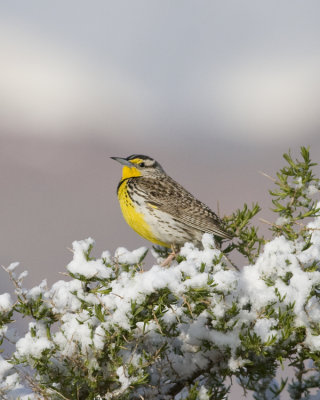 Meadowlark