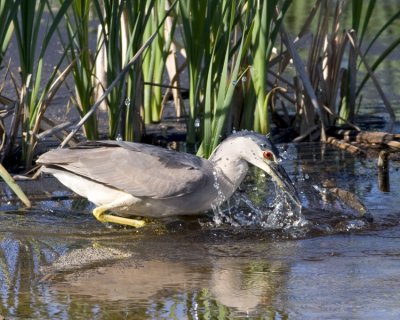 Black-crowned Night Heron