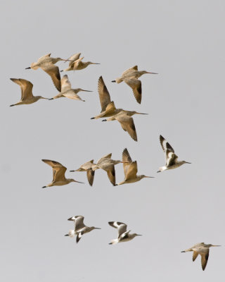 Marbled Godwits and Willets 