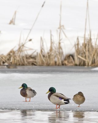 Mallards