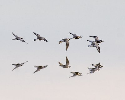 Black-bellied Plover