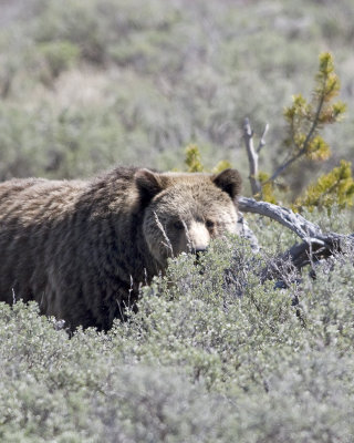 Grizzly, swan lake area