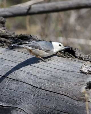 White-breasted Nuthatch