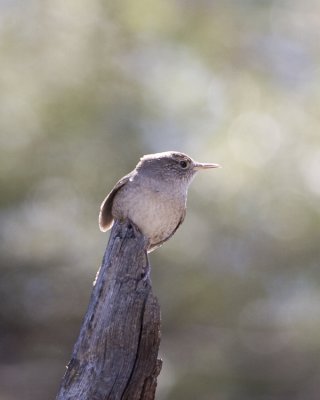 Wren of some sort