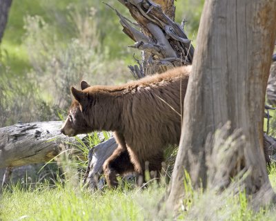 Black bear, Cinnamon color phase