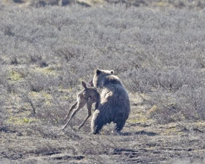 Grizzly sow packing calf back to her cubs