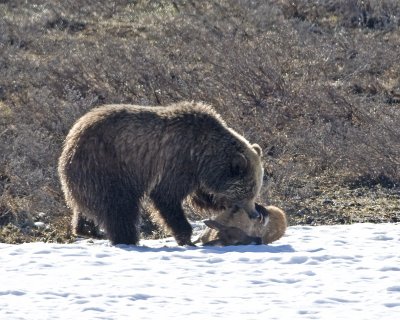 Grizzly sow catching elk calf