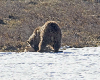 Swan Lake Grizzly with elk calf takedown