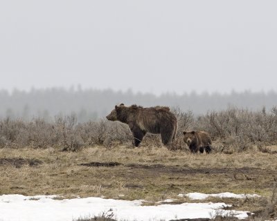 Grizzly and cub