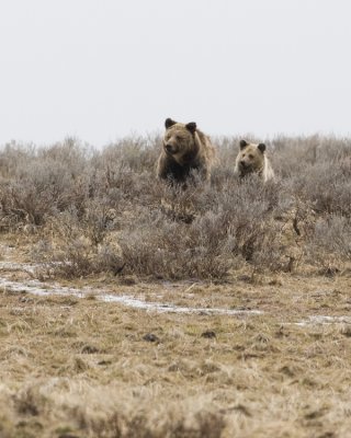 Grizzly and cub