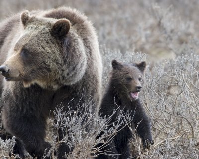 Grizzly with this years cub, series of 8 images