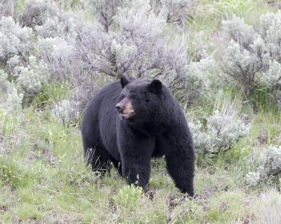 Black bear testing the wind