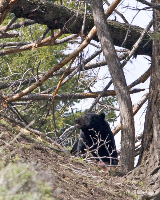 Black bear eating calf elk