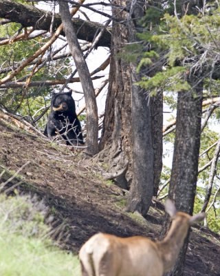 Black bear eating freshly killed calf elk, with mommy watching