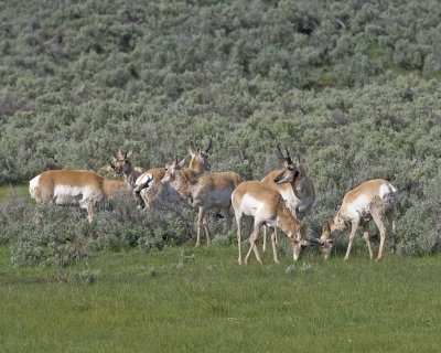 Antelope bucks     6-2-11 yellowstone 500mm card 2 833 10x8  