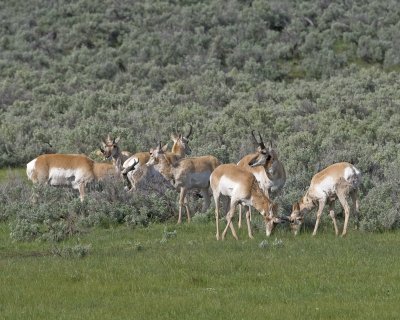 Antelope bucks 6-2-11 yellowstone 500mm card 2 833 10x8