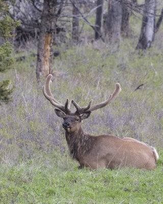 Bull Elk      6-2-11 yellowstone 500mm card 2 843 8x10  