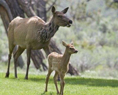 Elk and calf    6-2-11 yellowstone 500mm card 4 097 10x8  