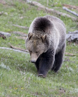 Grizzly bear     6-2-11 yellowstone 500mm card 4 201 8x10  