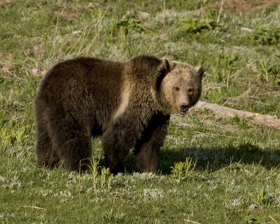 Grizzly bear     6-2-11 yellowstone 500mm card 4 290 10x8 