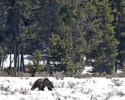 Grizzly on the prowl  6-2-11 yellowstone 500mm card 2 075 10x8  