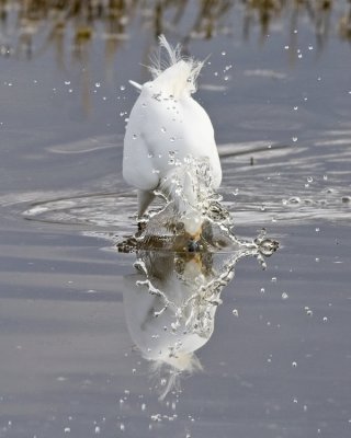 Snowy Egret catching lunch