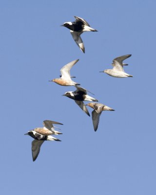 Black-bellied Plover and Red Knots