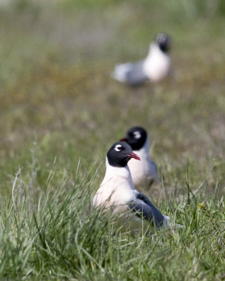 Franklin's Gull