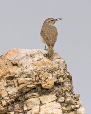 Canyon Wren 