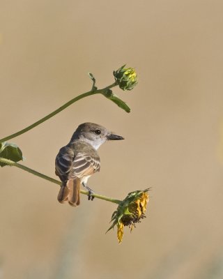 Ash-throated Flycatcher