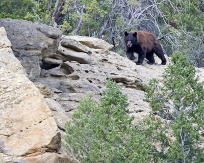Black bear looking for cub