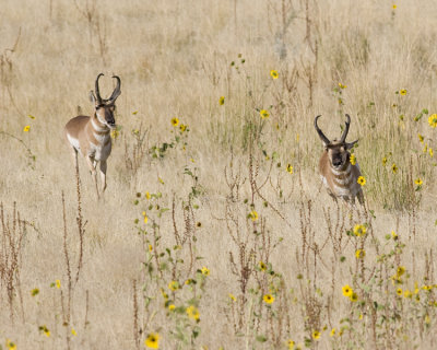 Antelope.. hasty retreat after the fight, previous post.