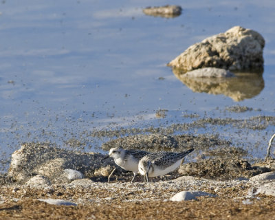 Western Sandpipers