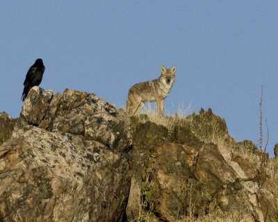 Coyote and raven