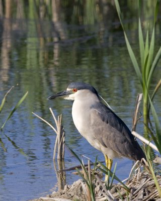 Black-crowned night heron