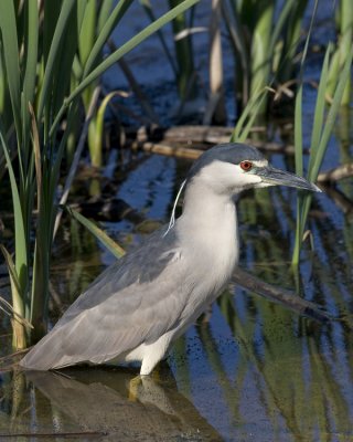 Black-crowned night heron