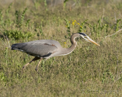 Great Blue Heron