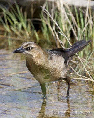Great-tailed grackle female