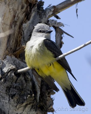 Western Kingbird