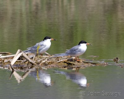 Forster's Tern