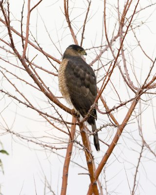 Hawk, Coopers or sharp-shinned?