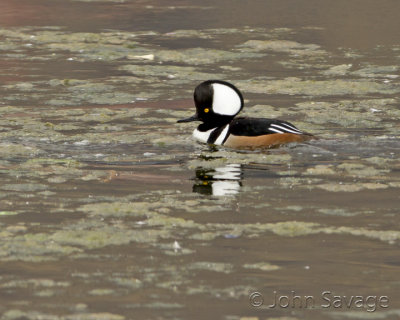 2-15-12 ducks 003 10x8 low res.jpg