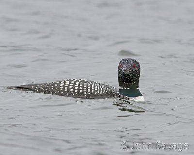 Common Loon