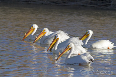 pelicans