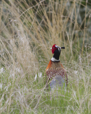 pheasants_and_upland_gamebirds