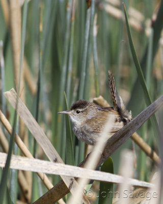 Marsh Wren