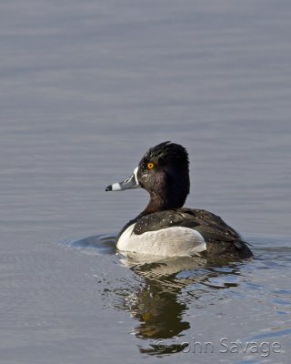 ducks_and_coots
