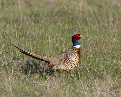 Ring-necked Pheasant